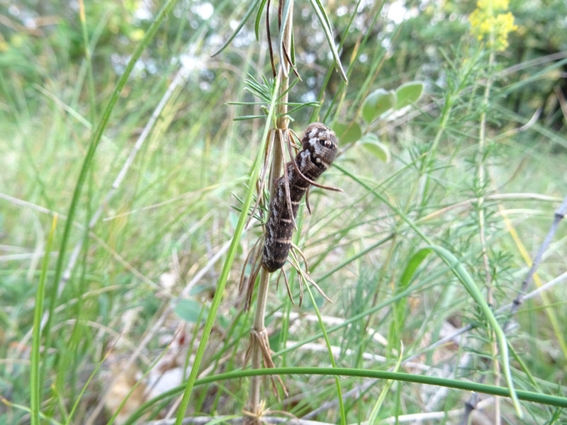 Bruco di Deilephila porcellus - Sphingidae